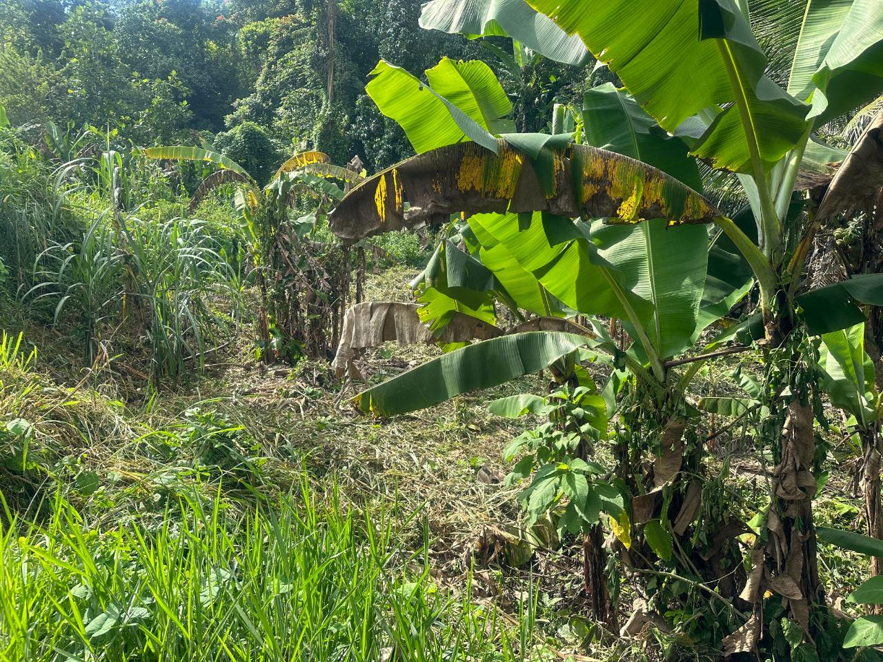 2.6-Acres-of-Prime-Residential-Development-Land-for-Sale-in-St.-Andrew-Jamaica Tenth image of 82 Golden Spring in GOLDEN SPRING, St. Andrew, Jamaica - property is For Sale