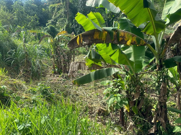 Tenth image of 82 Golden Spring in GOLDEN SPRING, St. Andrew, Jamaica - property is For Sale