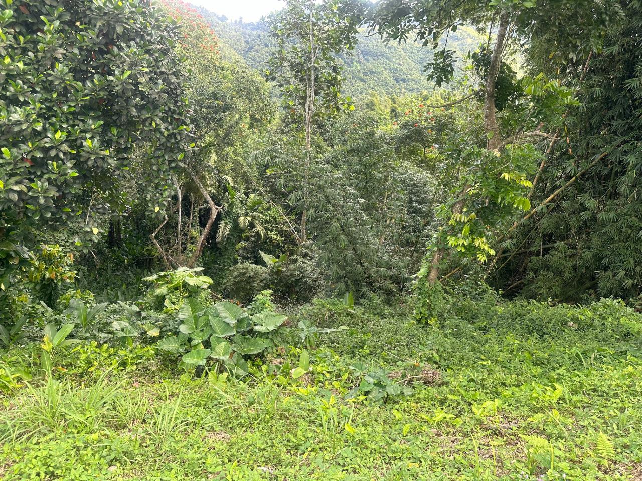 2.6-Acres-of-Prime-Residential-Development-Land-for-Sale-in-St.-Andrew-Jamaica First image of 82 Golden Spring in GOLDEN SPRING, St. Andrew, Jamaica - property is For Sale