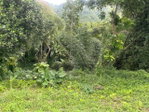 First image of 82 Golden Spring in GOLDEN SPRING, St. Andrew, Jamaica - property is For Sale