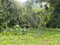 First image of 82 Golden Spring in GOLDEN SPRING, St. Andrew, Jamaica - property is For Sale