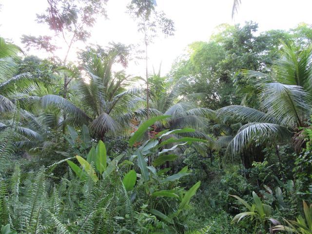 Second image of Lot # 26 Boundbrook Road in Boundbrook, Portland, Jamaica - property is For Sale