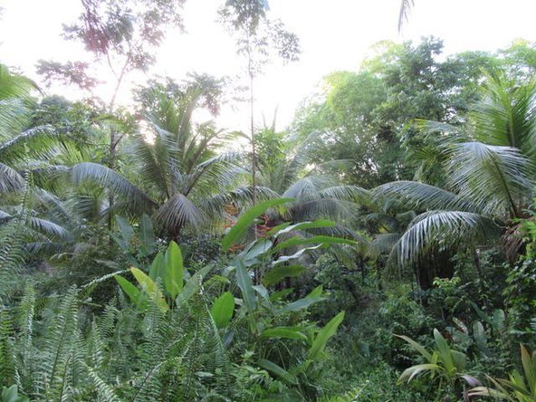 Second image of Lot # 26 Boundbrook Road in Boundbrook, Portland, Jamaica - property is For Sale