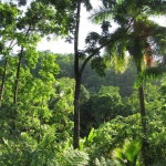 First image of Lot # 26 Boundbrook Road in Boundbrook, Portland, Jamaica - property is For Sale