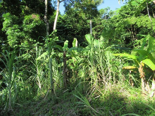 Third image of Lot # 26 Boundbrook Road in Boundbrook, Portland, Jamaica - property is For Sale
