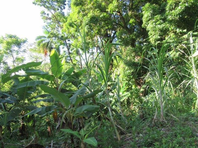 Fourth image of Lot # 26 Boundbrook Road in Boundbrook, Portland, Jamaica - property is For Sale