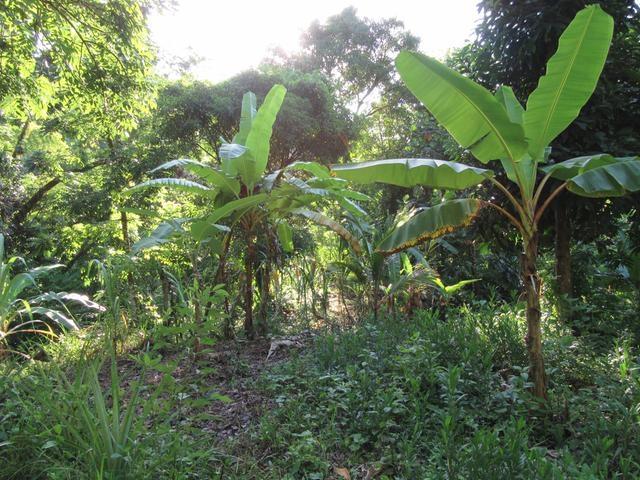 Fifth image of Lot # 26 Boundbrook Road in Boundbrook, Portland, Jamaica - property is For Sale