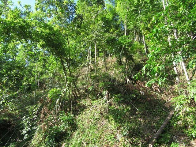 Sixth image of Lot # 26 Boundbrook Road in Boundbrook, Portland, Jamaica - property is For Sale