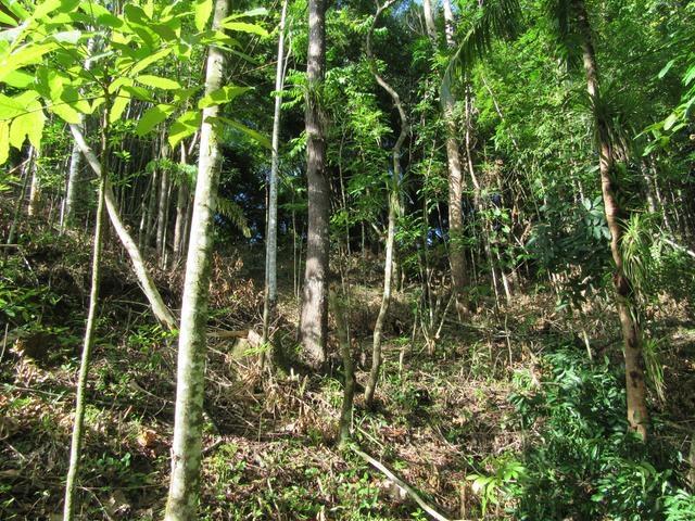 Seventh image of Lot # 26 Boundbrook Road in Boundbrook, Portland, Jamaica - property is For Sale