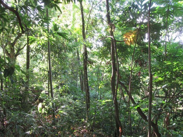 Eighth image of Lot # 26 Boundbrook Road in Boundbrook, Portland, Jamaica - property is For Sale