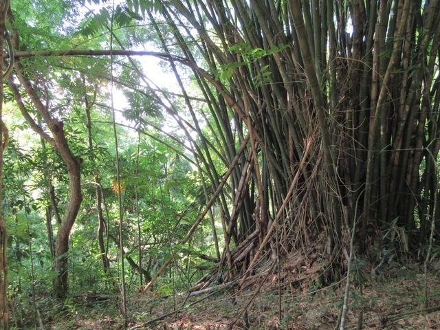 Ninth image of Lot # 26 Boundbrook Road in Boundbrook, Portland, Jamaica - property is For Sale