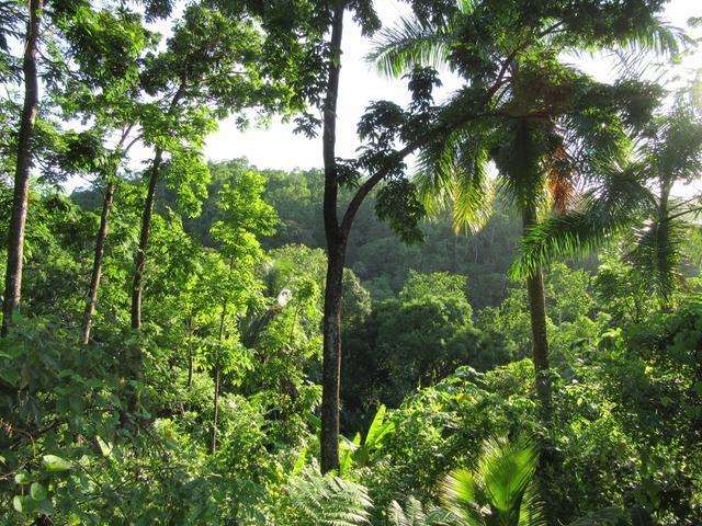 First image of Lot # 26 Boundbrook Road in Boundbrook, Portland, Jamaica - property is For Sale