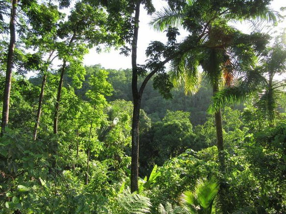 First image of Lot # 26 Boundbrook Road in Boundbrook, Portland, Jamaica - property is For Sale