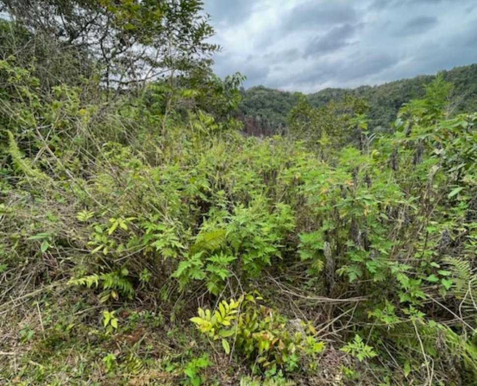 Second image of 162 Rural Retreat in Claremont, St. Ann, Jamaica - property is For Sale