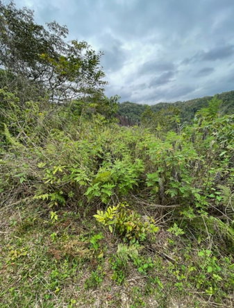 Second image of 162 Rural Retreat in Claremont, St. Ann, Jamaica - property is For Sale