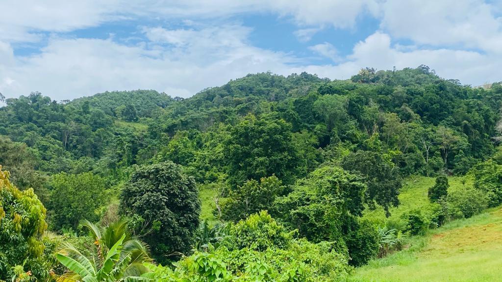 Fourth image of Lot 9 Lincoln Enfield in Browns Town, St. Ann, Jamaica - property is For Sale