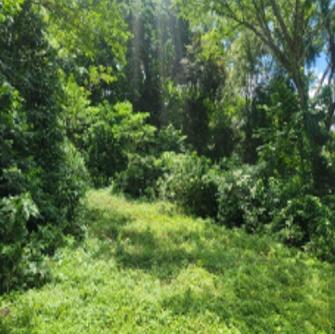 Fourth image of Fustic Grove, Anchovy in Anchovy, St. James, Jamaica - property is For Sale
