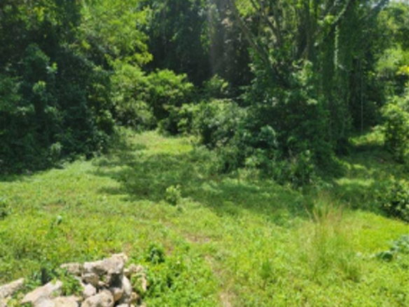 First image of Fustic Grove, Anchovy in Anchovy, St. James, Jamaica - property is For Sale