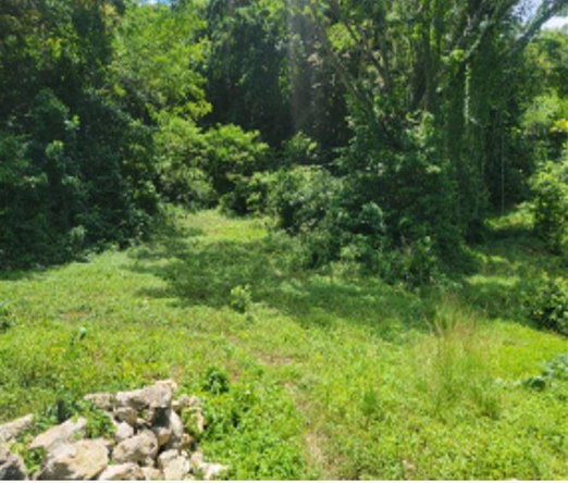 First image of Fustic Grove, Anchovy in Anchovy, St. James, Jamaica - property is For Sale
