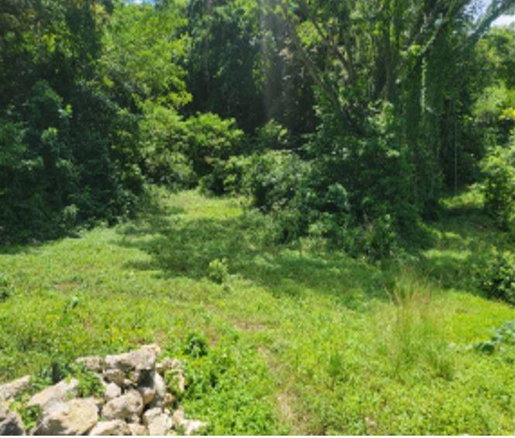First image of Fustic Grove, Anchovy in Anchovy, St. James, Jamaica - property is For Sale