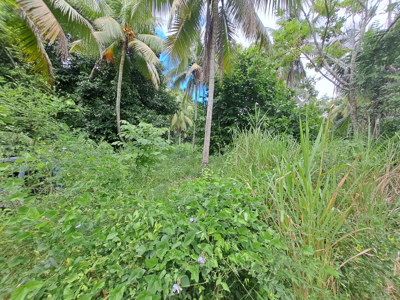 Third image of 5 Fontabelle, Free Hill in Fontabelle, St. Mary, Jamaica - property is For Sale