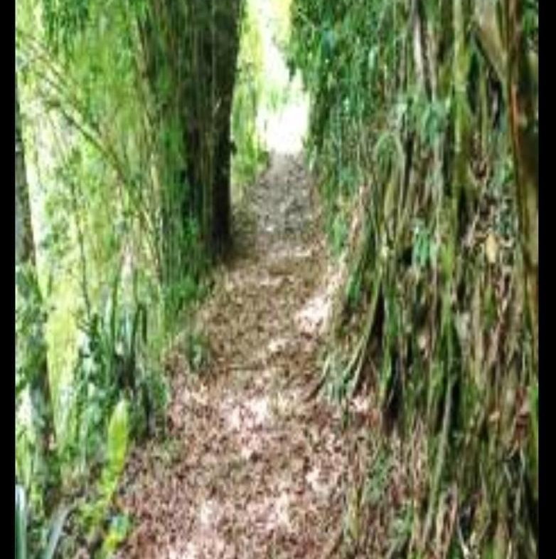 Fourth image of Providence, Donnington ca in Donnington Castle, St. Mary, Jamaica - property is For Sale