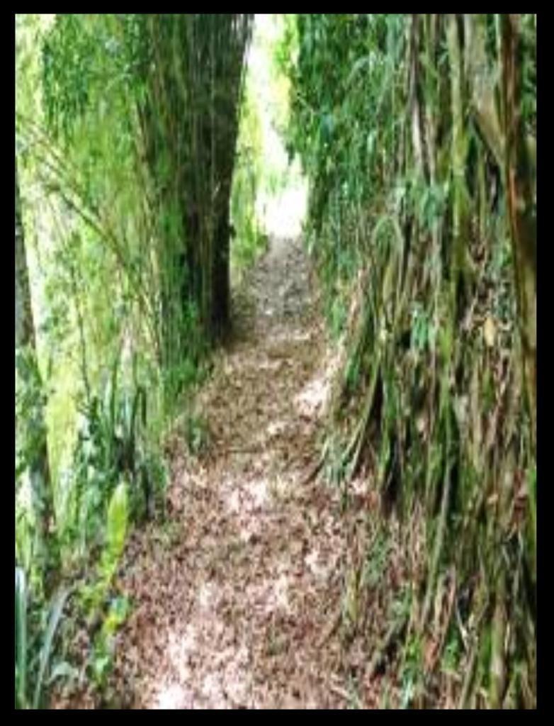 Fourth image of Providence, Donnington ca in Donnington Castle, St. Mary, Jamaica - property is For Sale