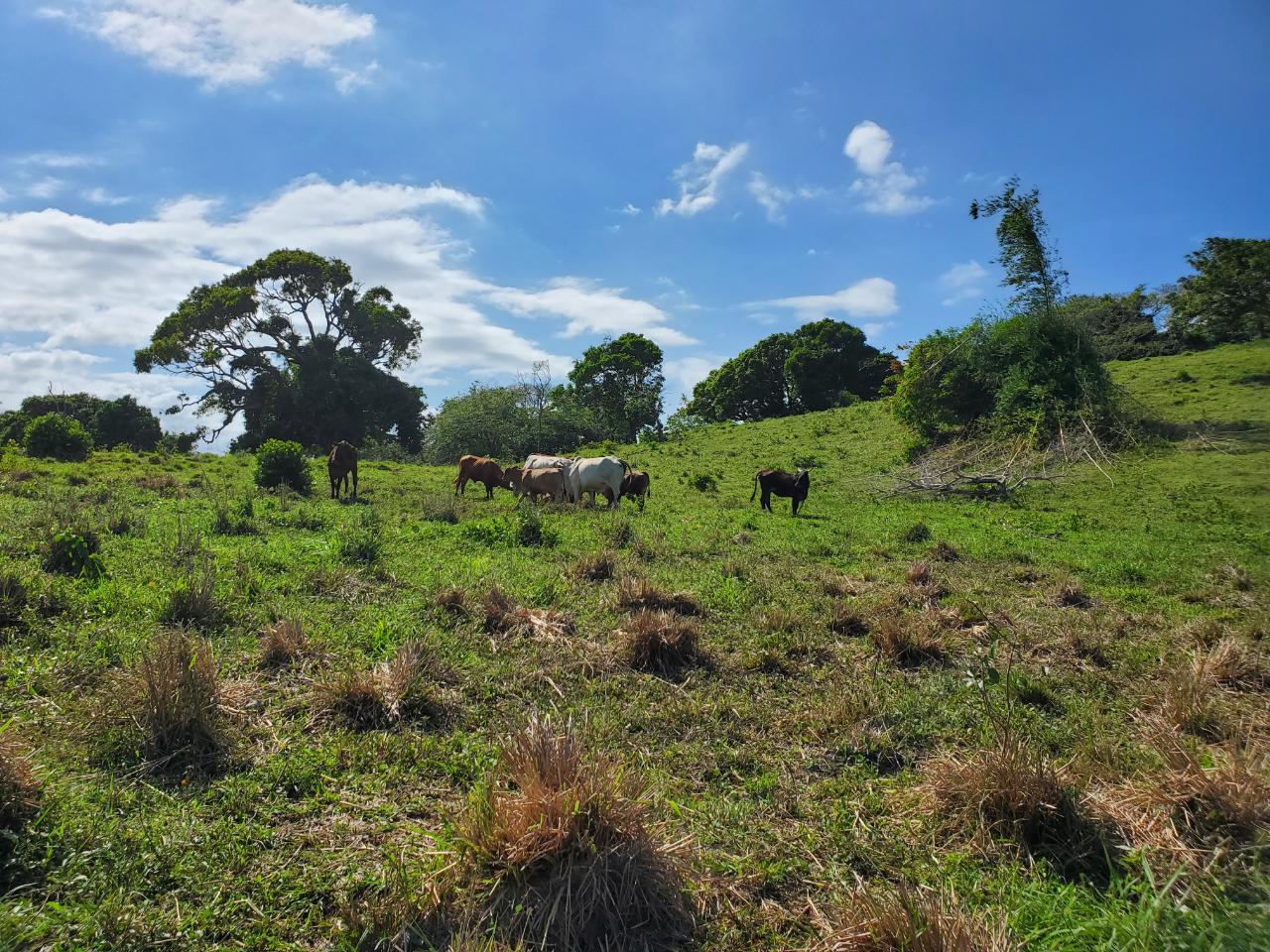 Thirteenth image of Heywood Hall in Heywood Hall, St. Mary, Jamaica - property is For Sale