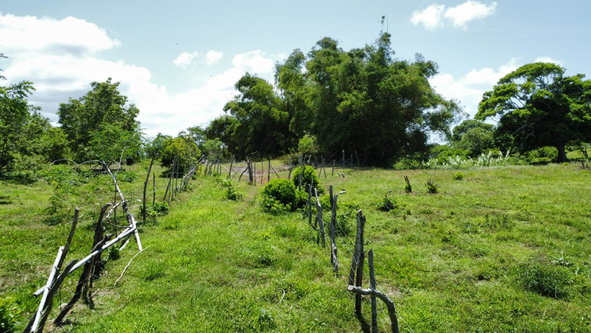 Seventeenth image of Heywood Hall in Heywood Hall, St. Mary, Jamaica - property is For Sale