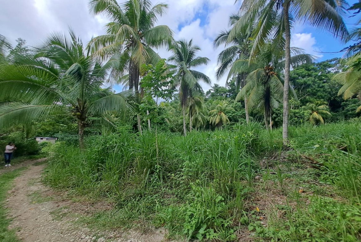 Eleventh image of 3 Fontabelle, Free Hill, p. in Fontabelle, St. Mary, Jamaica - property is For Sale