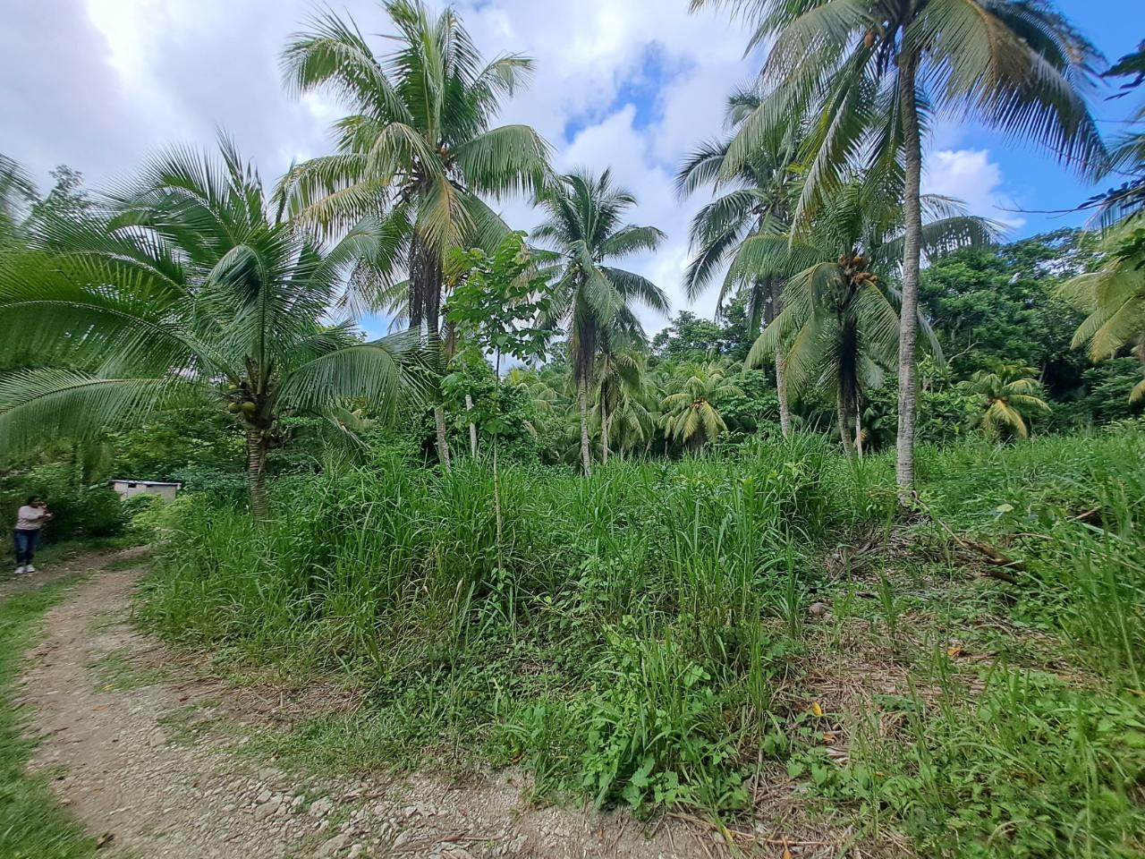 Eleventh image of 3 Fontabelle, Free Hill, p. in Fontabelle, St. Mary, Jamaica - property is For Sale