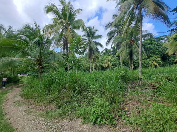 Eleventh image of 3 Fontabelle, Free Hill, p. in Fontabelle, St. Mary, Jamaica - property is For Sale