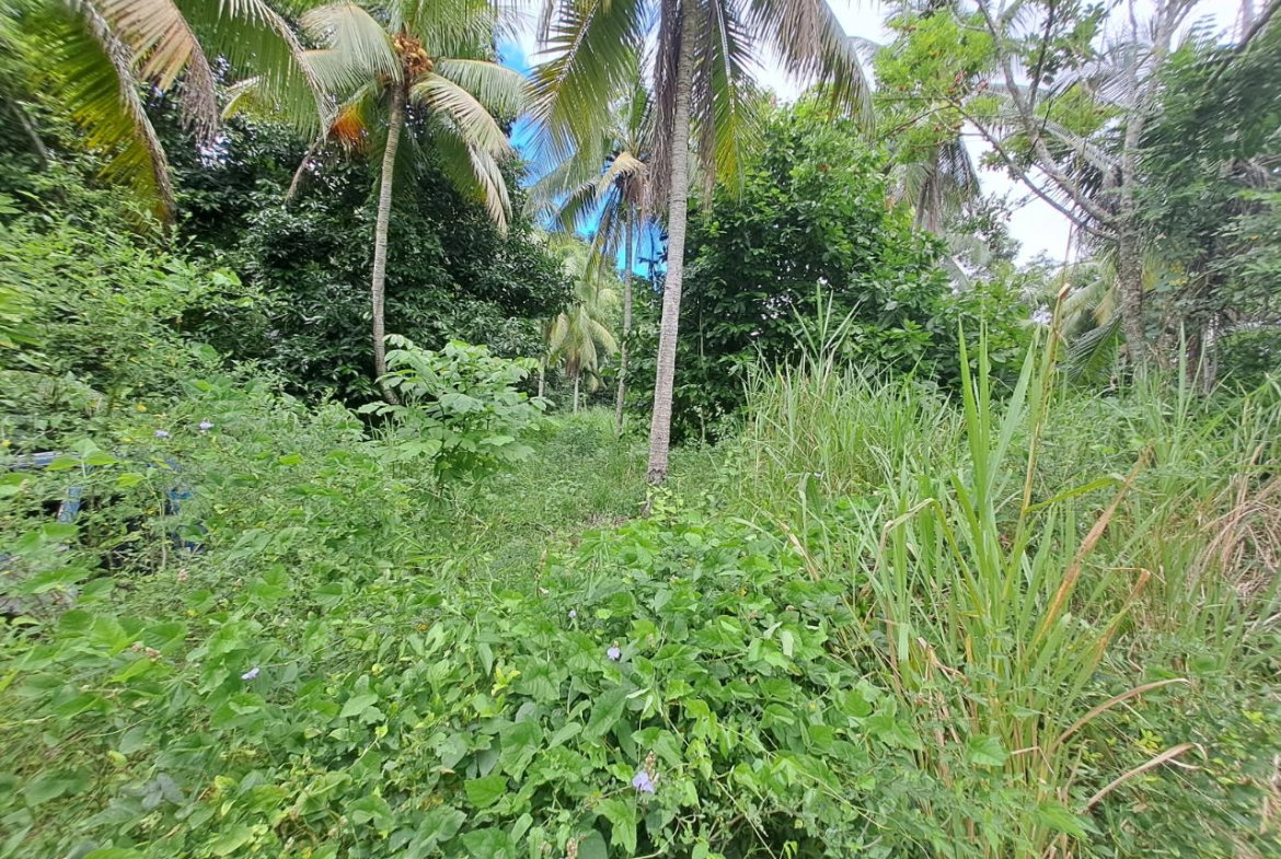 Third image of 3 Fontabelle, Free Hill, p. in Fontabelle, St. Mary, Jamaica - property is For Sale