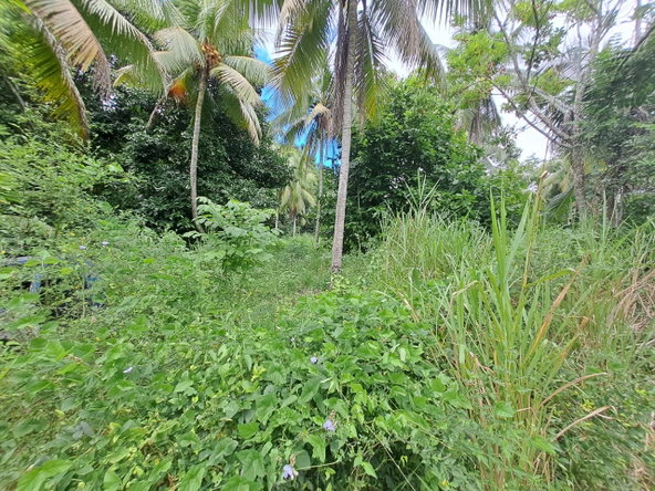 Third image of 3 Fontabelle, Free Hill, p. in Fontabelle, St. Mary, Jamaica - property is For Sale