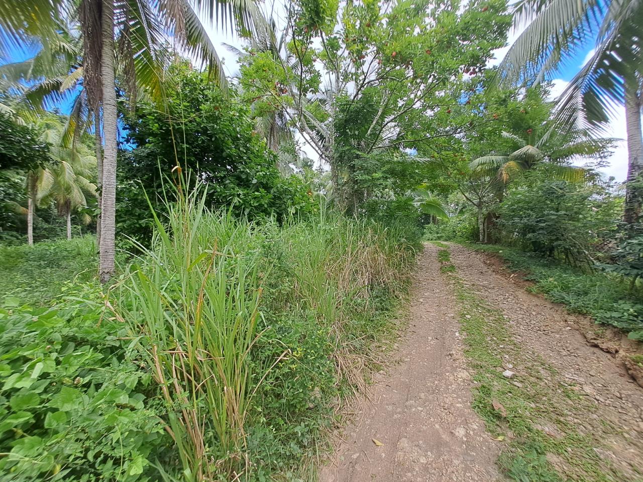 Fourth image of 3 Fontabelle, Free Hill, p. in Fontabelle, St. Mary, Jamaica - property is For Sale