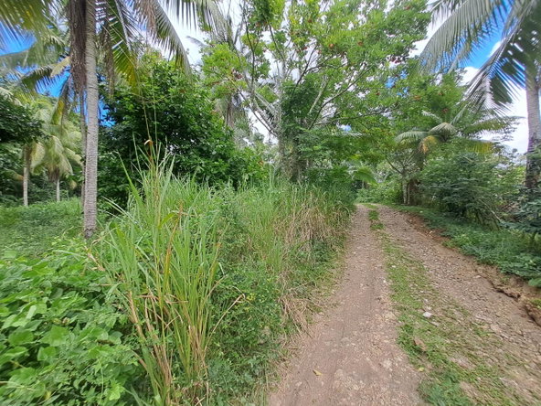 Fourth image of 3 Fontabelle, Free Hill, p. in Fontabelle, St. Mary, Jamaica - property is For Sale