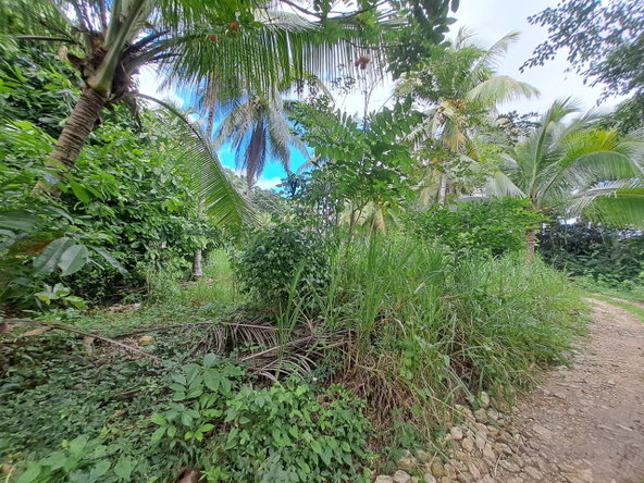 Fifth image of 3 Fontabelle, Free Hill, p. in Fontabelle, St. Mary, Jamaica - property is For Sale