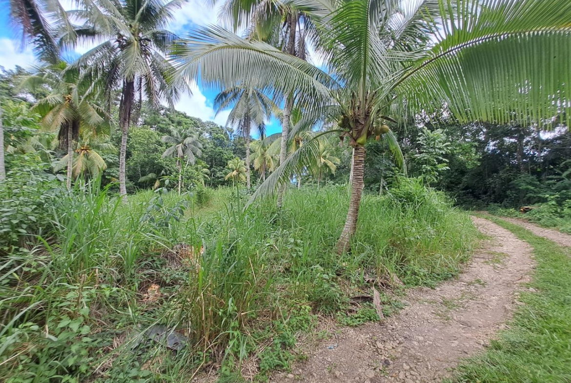 Sixth image of 3 Fontabelle, Free Hill, p. in Fontabelle, St. Mary, Jamaica - property is For Sale