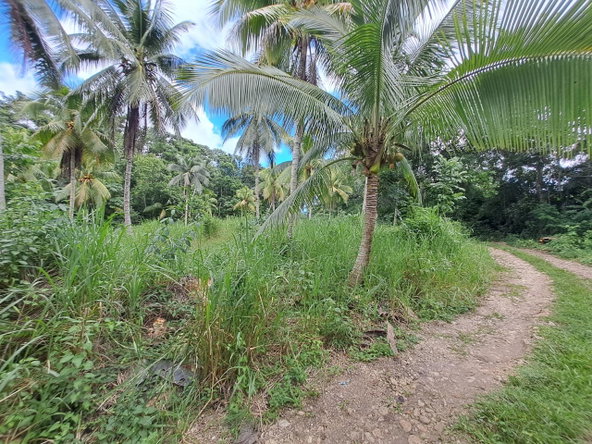 Sixth image of 3 Fontabelle, Free Hill, p. in Fontabelle, St. Mary, Jamaica - property is For Sale