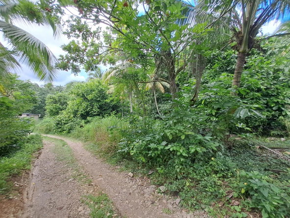 Eighth image of 3 Fontabelle, Free Hill, p. in Fontabelle, St. Mary, Jamaica - property is For Sale