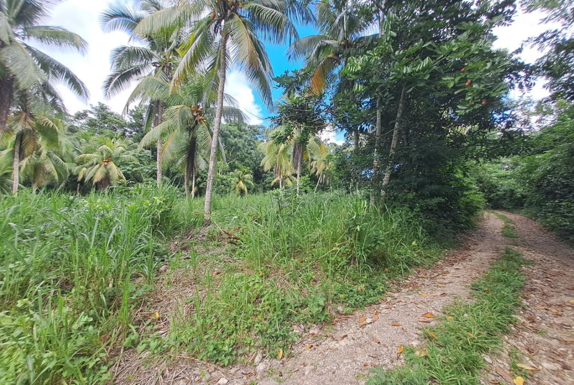 Ninth image of 3 Fontabelle, Free Hill, p. in Fontabelle, St. Mary, Jamaica - property is For Sale