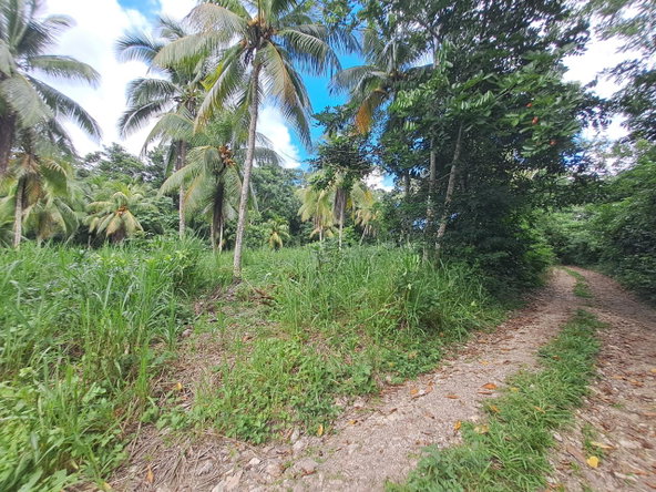 Ninth image of 3 Fontabelle, Free Hill, p. in Fontabelle, St. Mary, Jamaica - property is For Sale