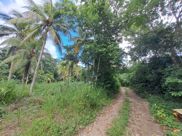 Tenth image of 3 Fontabelle, Free Hill, p. in Fontabelle, St. Mary, Jamaica - property is For Sale