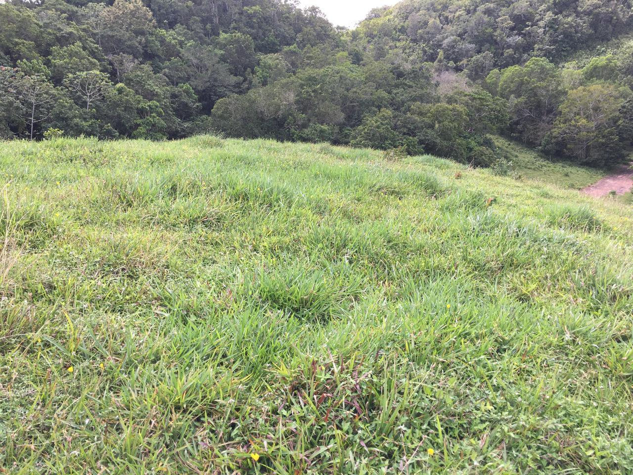 21.2-Acre-Residential-Development-Land-for-Sale-in-Chippenham-Park-St.-Ann-Jamaica Second image of Chippenham Park, Bamboo in Bamboo, St. Ann, Jamaica - property is For Sale