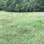 First image of Chippenham Park, Bamboo in Bamboo, St. Ann, Jamaica - property is For Sale