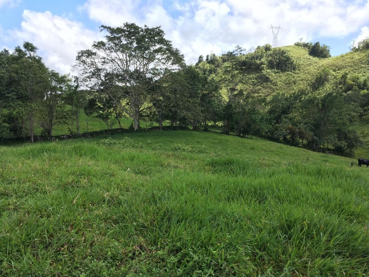 21.2-Acre-Residential-Development-Land-for-Sale-in-Chippenham-Park-St.-Ann-Jamaica Fourth image of Chippenham Park, Bamboo in Bamboo, St. Ann, Jamaica - property is For Sale