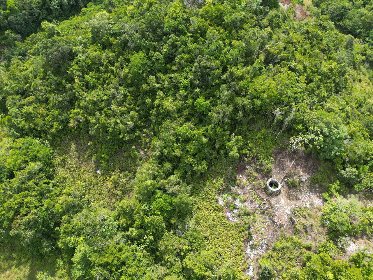 21.5-Acre-Agricultural-Land-for-Sale-in-Lower-Buxton-St.-Ann-Jamaica Second image of Lower Buxton in Lower Buxton, St. Ann, Jamaica - property is For Sale