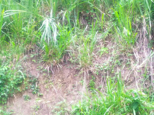 First image of Newport, st Catherine in Troja, St. Catherine, Jamaica - property is For Sale