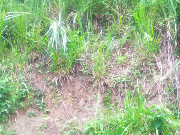 First image of Newport, st Catherine in Troja, St. Catherine, Jamaica - property is For Sale