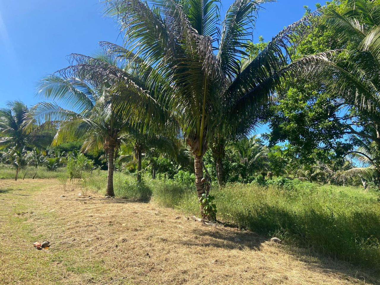 Fourth image of Summer Hill in Martha Brae, Trelawny, Jamaica - property is For Sale